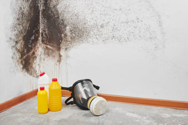 Best Toxic Mold Removal  in Tonawanda, NY