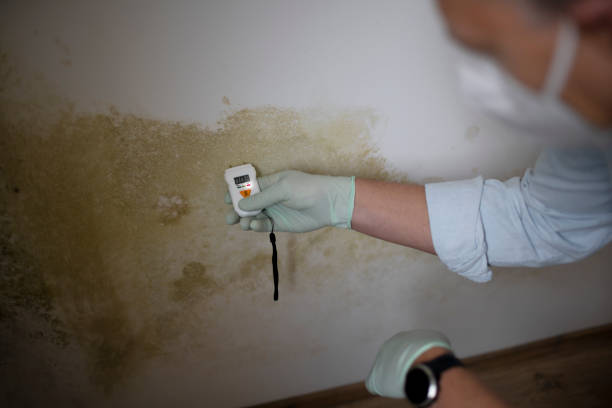 Certified Mold Removal in Tonawanda, NY